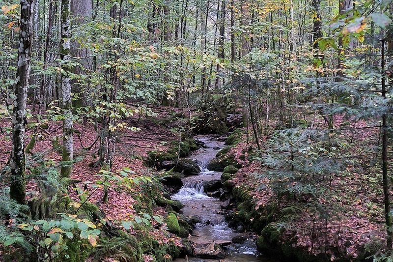 Schöner Bach im Wald Schöner Bach im Wald